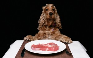 Rohfütterung bzw. Barf für Hundeernährung